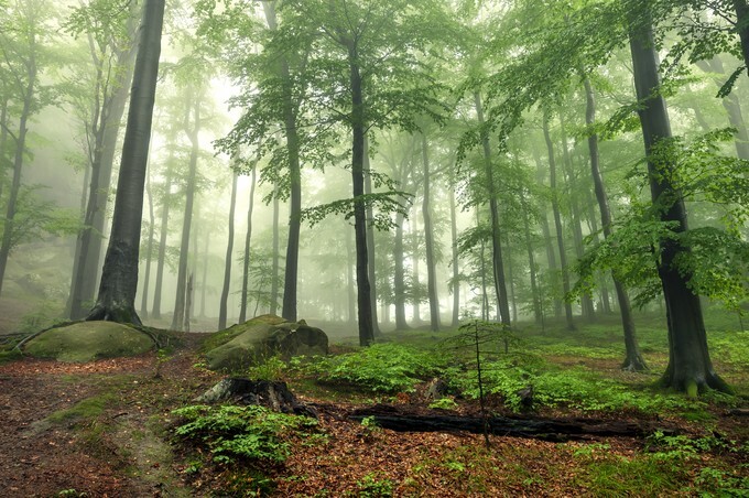 Mystical foggy forest on the slope